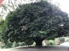 Charcoal Tree.....black wood