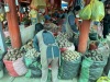 Over 5,000 variety of potatoes grown in Peru