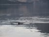 Dolphins in the anchorage