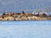 On our way  to Berg Bay  on the 17th, we stopped and saw the seals again on South Marble Island