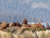Barking stellar sea lions!!