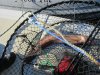 But did catch a Wolf eel that lived to see another day:)))