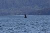 Captured this one coming out of the water and breaching.....wow!!!