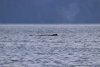 In the two days coming and going from Pack Creek we had over 62 whale sightings!!! Certainly in the top 3 for whale shows of all times for us!!!