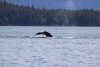 Lots of impressive tail shows as they dive!!