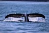 Classic picture of tail and water falling off!!!