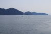 Several whales together!!
