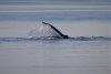 More whale sightings the 2nd day in Seymour Canal