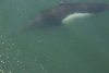 Dall's porpoise playing around Mystic