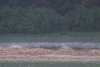 Bear show in Tracy Arm anchorage.....a mama and 3 yearling cubs!!!