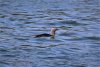 Red-throated loon