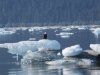 Impressive Eagle on an iceberg!!