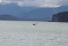 More whales from our anchorage in Southeast Cove in Snettisham Bay