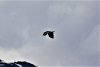 Pretty good shotof a soaring eagle!!