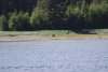 Brown Bear in Pattersen Bay