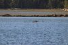 The wolves were chasing this flock of Canadian Geese who finally settled in the water by Mystic!!