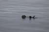 Well hello there my friend....we have not seen an otter in quiet a while