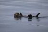 We saw this fella as we were leaving Pruth Bay in Kwakshua Channel