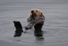 Maybe my best picture of a sea otter yet!!