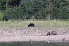 A very dark Brown Bear