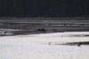 We had 13 Brown Bear sightings during our 2-day stay in Glendale Cove