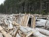 Lots of logs on the beach and a fort too!!