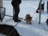 Dogs getting a snack