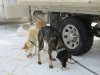 Dougal and Mustang