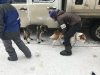 michelle putting on paw booties