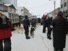Getting the dogs harnessed