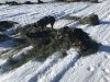 Resting on straw