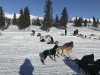 Dogs looking great!!