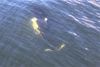 They are the fastest swimmers amongst small cetaceans reaching speeds of 34mph!!!