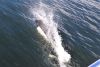 May 12: A Dall's porpoise saying HAPPY BIRTHDAY John-boy!!!