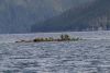 Look closely, a seal at the left end getting a free ride!!!