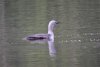 Red Throated Loons