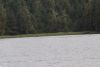 Marguerite Cove...yep, We got a Black Bear!!!