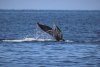 Pretty good tail shot!!!