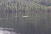 And a lot of Dall's Porpoises.....we think a lot of herring in the area!!