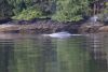 That's a juvenile Humpback