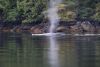 Classic....humpback whale against the shoreline!