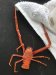 Don't know what this guy is but we trapped a bunch and will let you know how they taste!!!