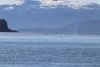On our way out of Kelp Bay, we have whales