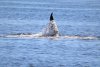 Fin slapping to stun the herring