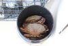 Now that is a bucket of crab caught in Kelp Bay