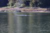 Another whale in the anchorage....awesome!!!