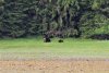 Another mating couple