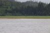 We saw over 30 Brown Bears in our 1+ day in Sitkoh