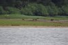 More Brown bears....a mom and 3 cubs