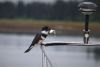 Kingfisher on bow sprit with a fish for breakfast